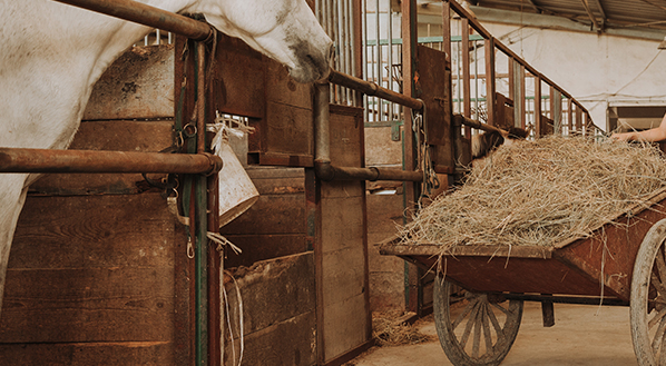 Feed Industry